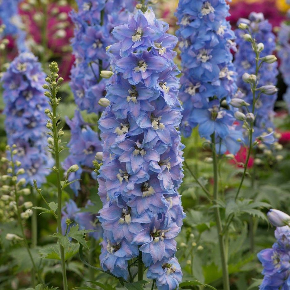 Sky - Blue - Gardens America